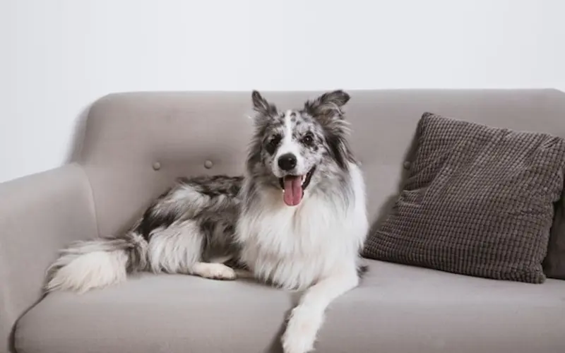 Removing Pet Hair and Odors from Upholstery